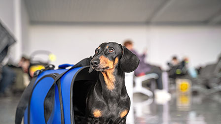 Viajar con Animales Perro