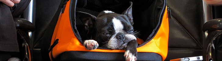 Travel The Country With Your Dog In This Customized Pet-Friendly