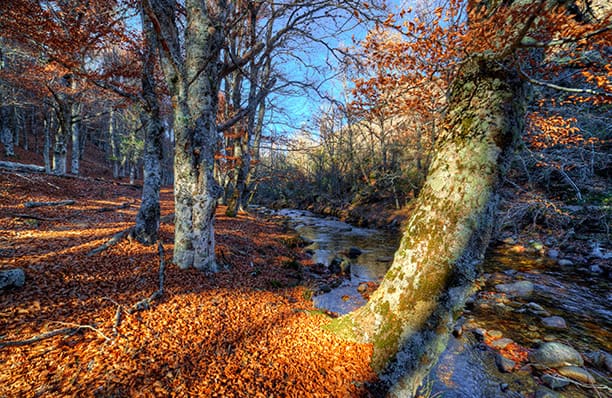 Beech forest of Hayedo de Montejo in autumn