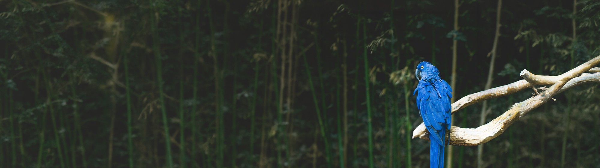 Mega Promo Redención