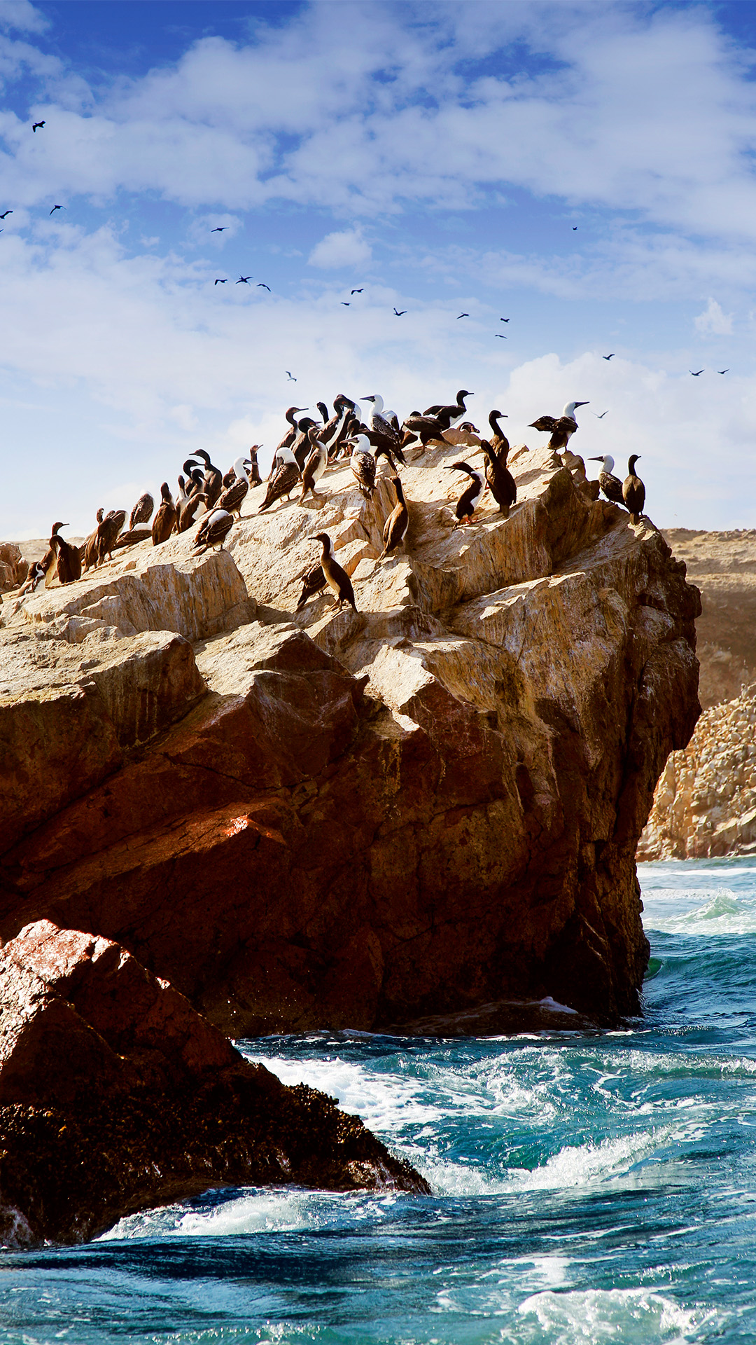 Een groep Humboldtpinguïns in het Nationaal Reservaat Paracas